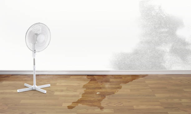 Best Ceiling water damage repair  in Darrington, WA